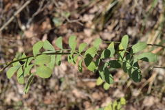 Hippocrepis emerus emerus