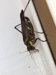 Scaphura