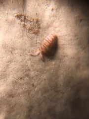 Entomobrya nigrocincta