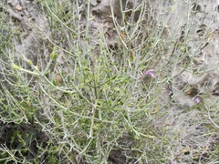 Mirandea huastecensis