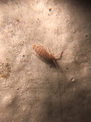 Entomobrya nigrocincta