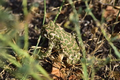 Bufotes viridis
