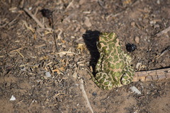 Bufotes viridis