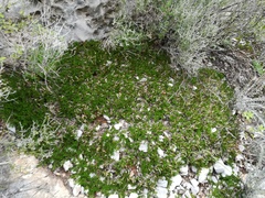 Selaginella wrightii