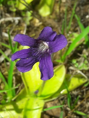 Pinguicula grandiflora