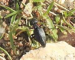 Physomeloe corallifer