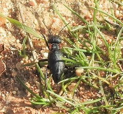 Physomeloe corallifer