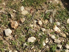 Physomeloe corallifer