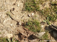 Physomeloe corallifer