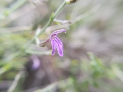 Mirandea huastecensis