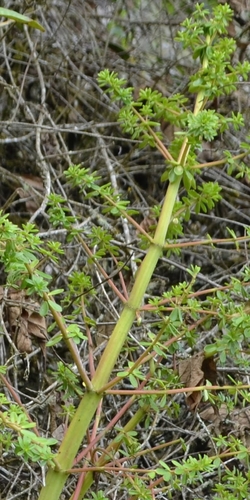 Image of Peperomia galioides by (c) Zac Peterson, some rights reserved (CC BY)
