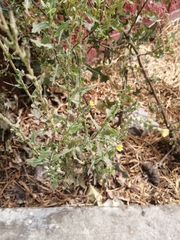 Angiospermae
