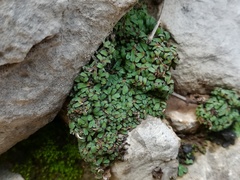 Riccia nigrella