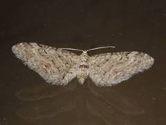 Eupithecia jejunata