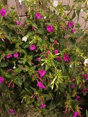 Mirabilis jalapa