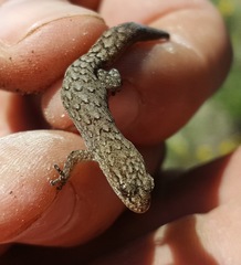Cryptic Pygmy Gecko photo 2