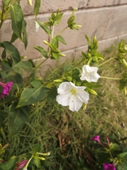Mirabilis jalapa