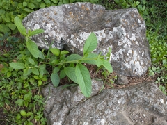 Heliotropium leiocarpum