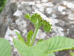 Heliotropium leiocarpum