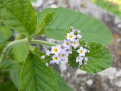 Heliotropium leiocarpum