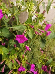 Mirabilis jalapa