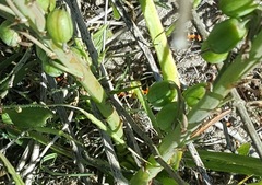 Homoroselaps lacteus