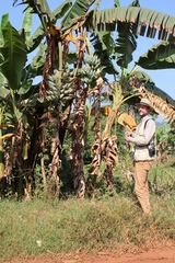 Musa paradisiaca image