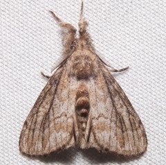Dasychira atrivenosa