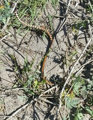 Homoroselaps lacteus