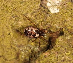 Enoplognatha mandibularis