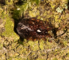 Enoplognatha mandibularis
