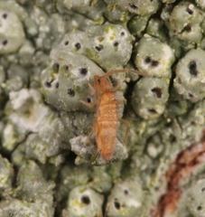 Entomobrya lanuginosa