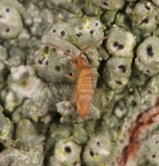 Entomobrya lanuginosa