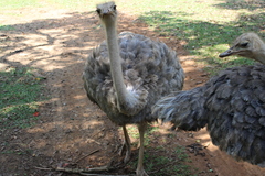 Struthio camelus