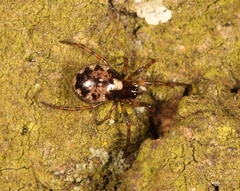 Enoplognatha mandibularis