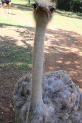 Struthio camelus