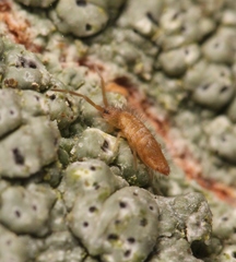 Entomobrya lanuginosa