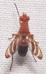 Tritoxa incurva
