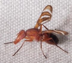 Tritoxa incurva