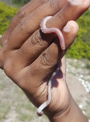 Rhinotyphlops lalandei