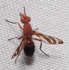 Tritoxa incurva