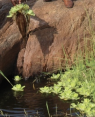 Pistia stratiotes image