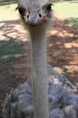 Struthio camelus