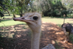 Struthio camelus