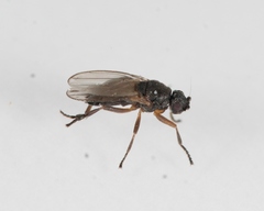 Ischiolepta