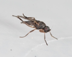 Ischiolepta