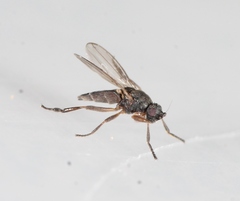 Ischiolepta