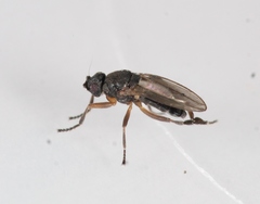 Ischiolepta