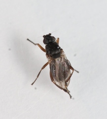 Ischiolepta