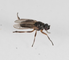 Ischiolepta